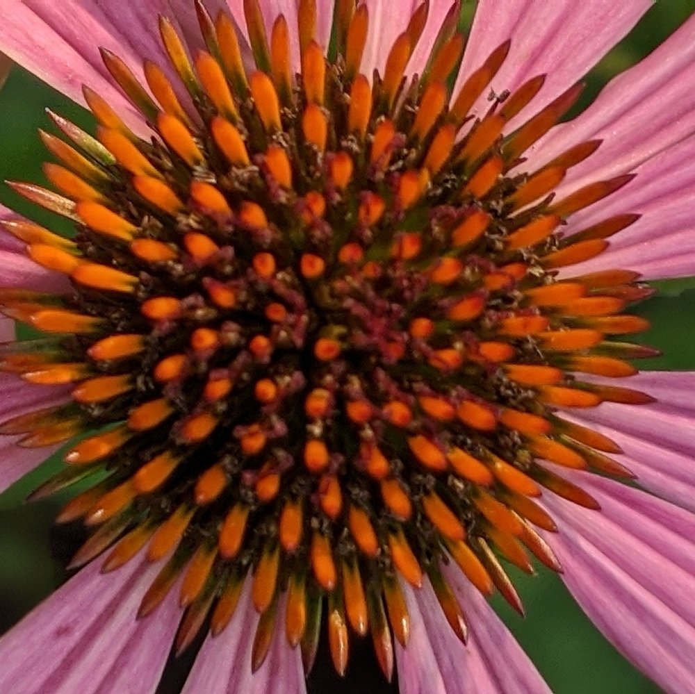 Meet your Posher, Tessa.